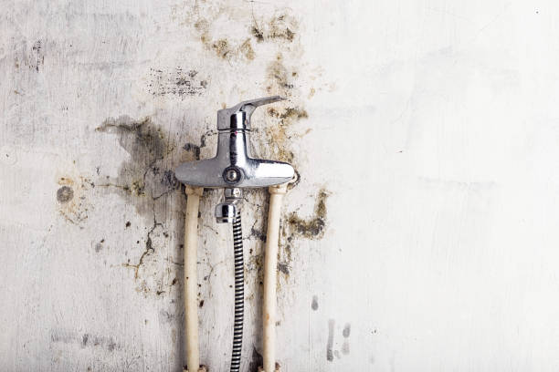 Reliable Lyons, OR Mold Removal Solutions