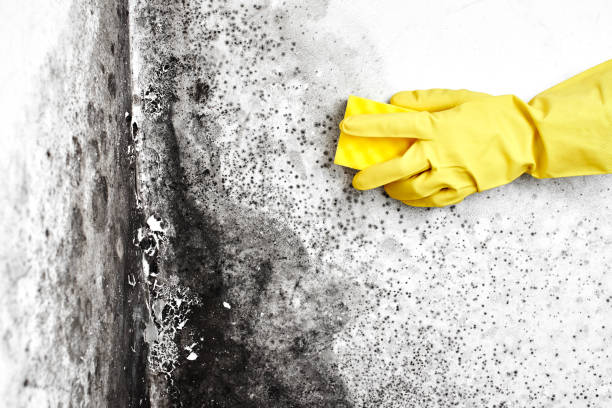Best Certified Mold Removal  in Lyons, OR