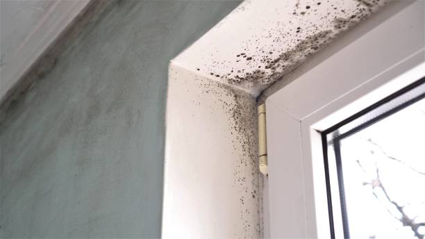Best Mold Removal Company Near Me  in Lyons, OR