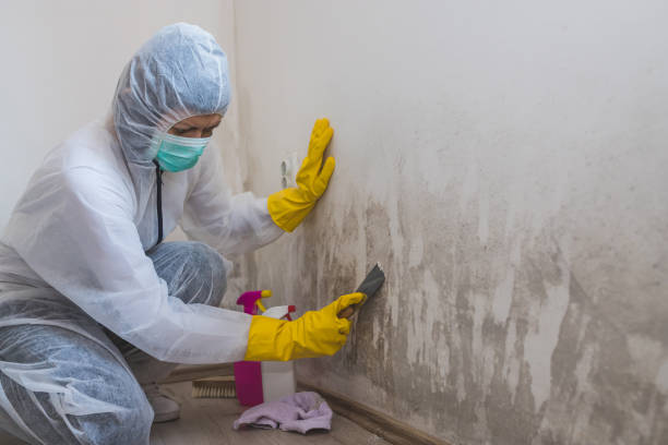 Best Local Mold Removal Service  in Lyons, OR
