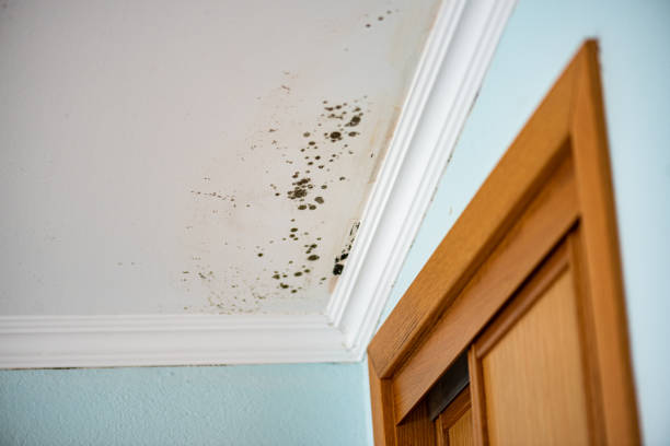 Attic Mold Removal in Lyons, OR