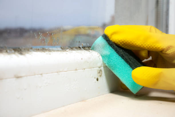 Best Toxic Mold Removal  in Lyons, OR