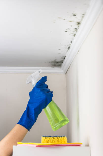 Best Mold Remediation  in Lyons, OR